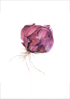 Red-onion